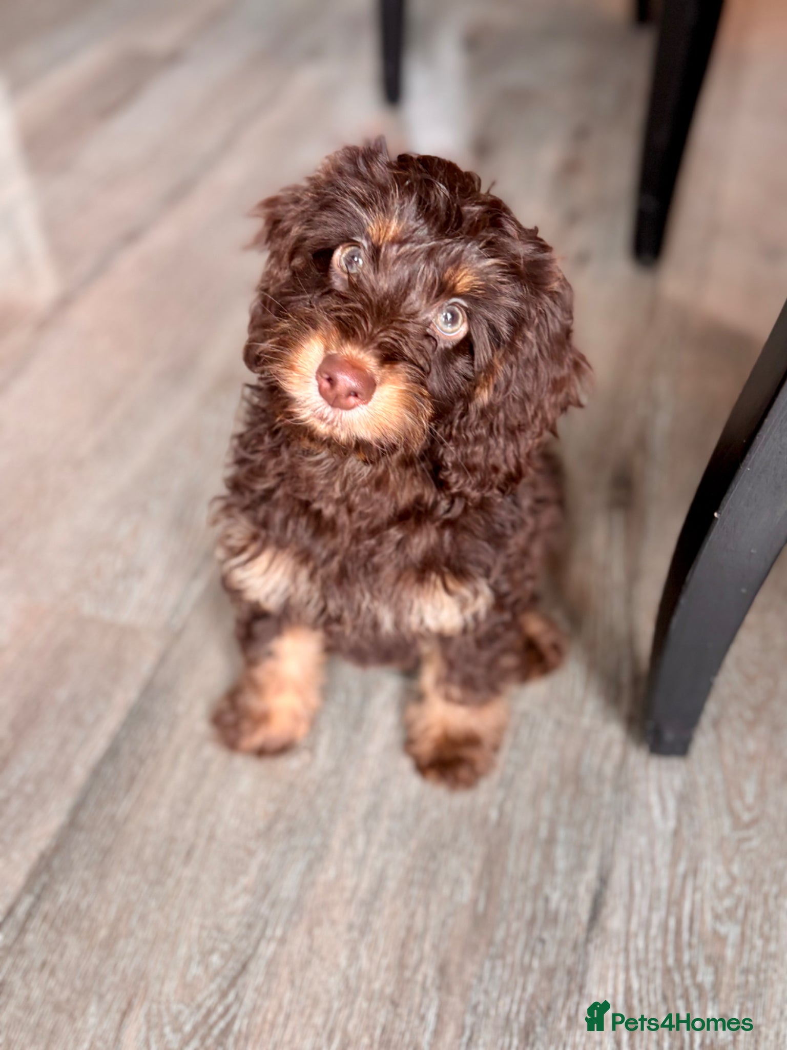 Cockapoo dogs Brown & Tan Cockapoo - Advert 1