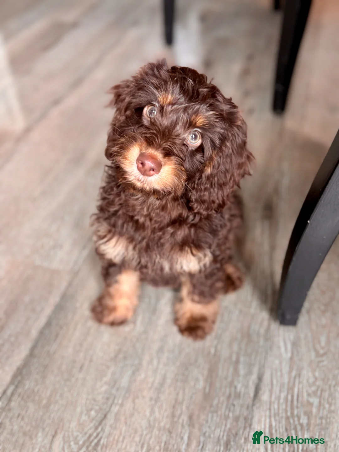 Cockapoo dogs for sale: Brown & Tan Cockapoo - Advert 1