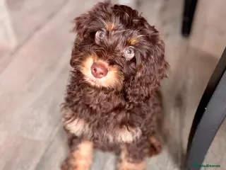 Cockapoo dogs Brown & Tan Cockapoo - Advert 10