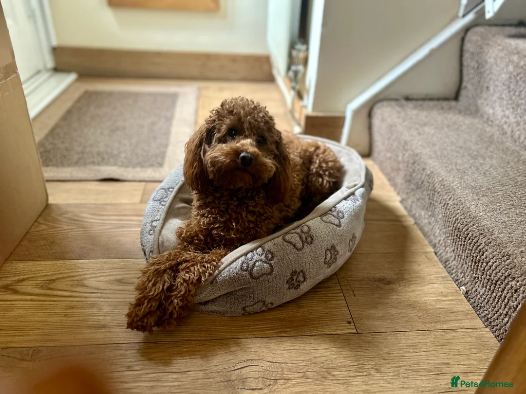 Poodle dogs for stud: Kc Fox red toy poodle for stud  - Advert 11