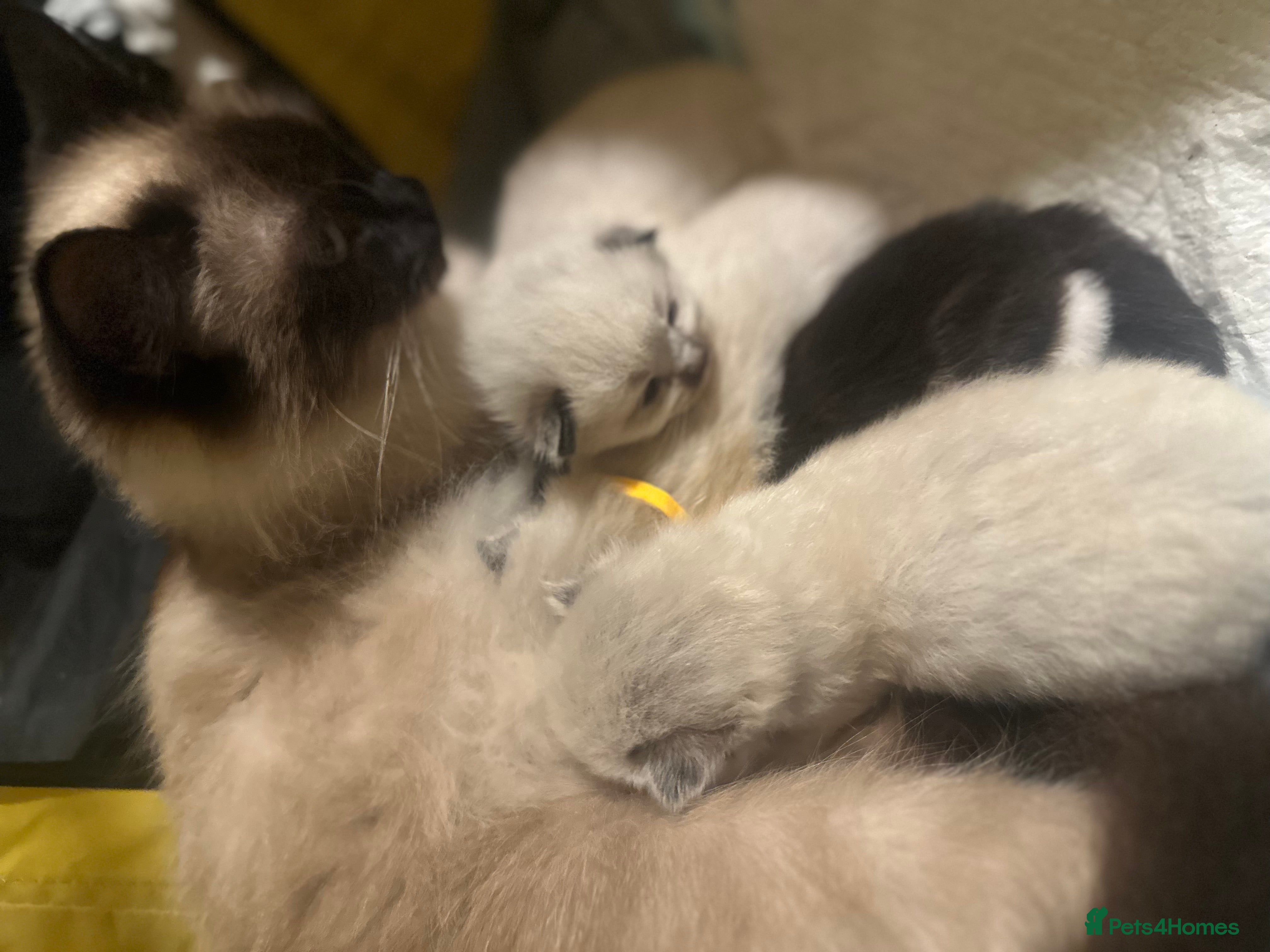 Ragdoll cats Ragdoll x kittens  - Advert 13