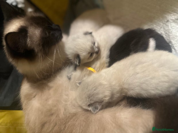 Ragdoll cats - Advert 1