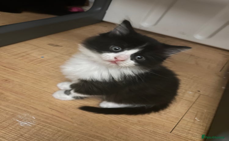 Mixed Breed cats - Advert 14