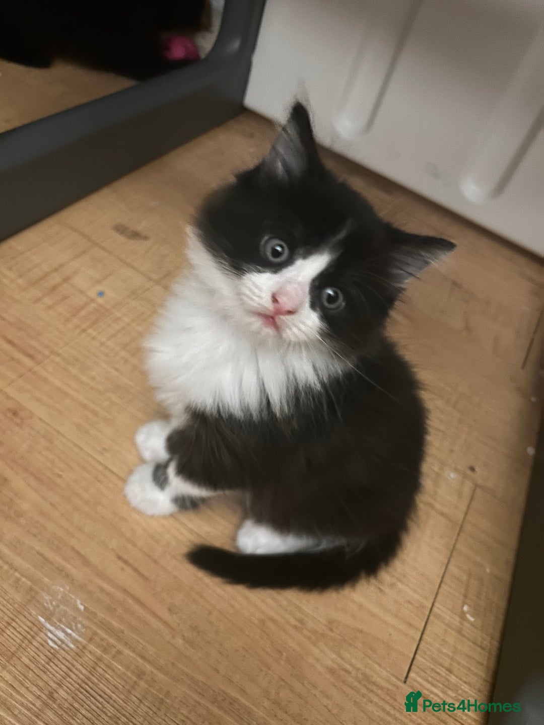 Mixed Breed cats for sale: 3 adorable kittens  - Image 1