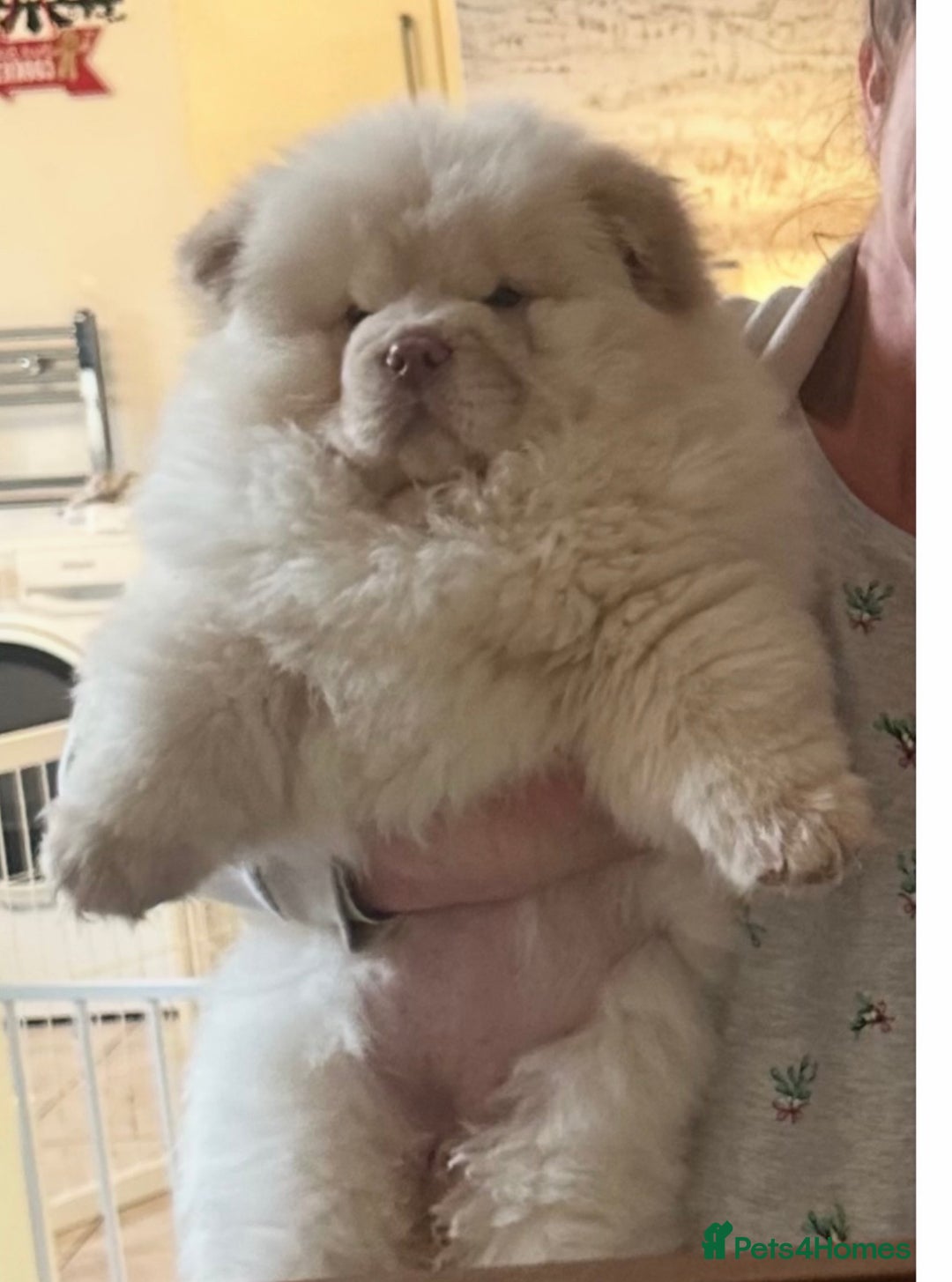 Chow Chow dogs for sale: Outstanding Quality Platinum Girl - Advert 6
