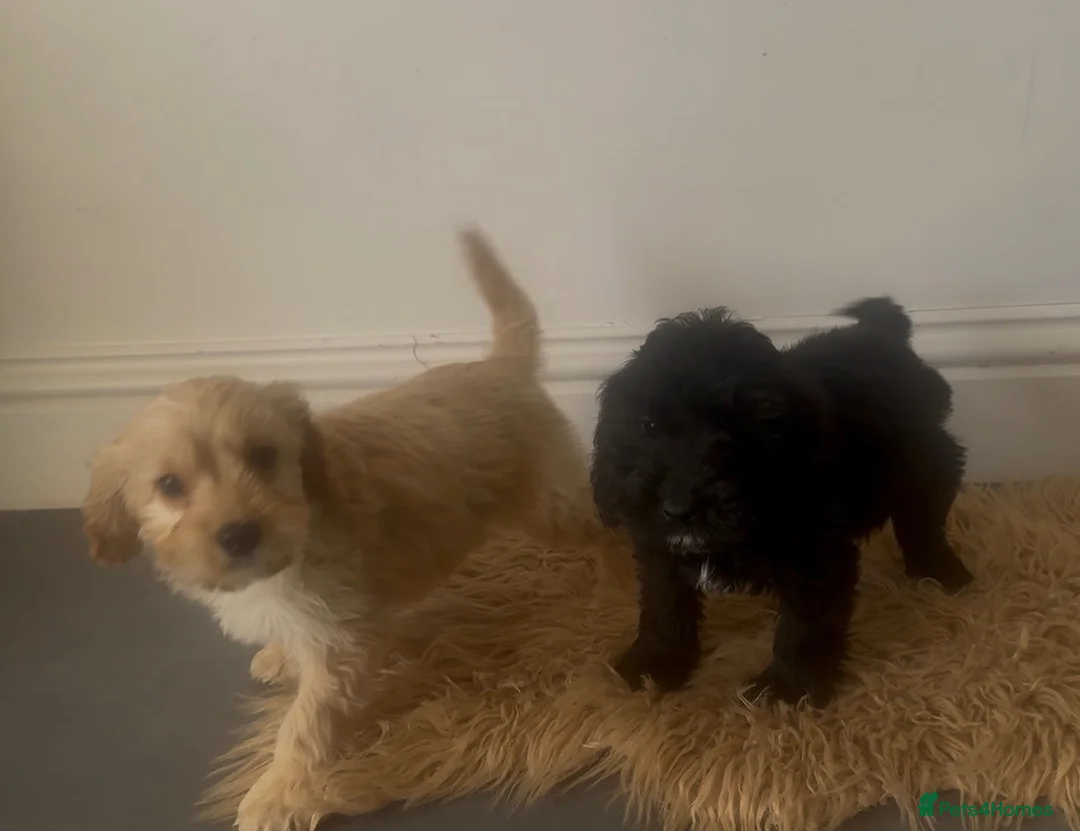 Cockapoo dogs for sale: *LAST 2 GIRLS* gorgeous cockapoos  - Advert 2