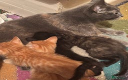 Bengal cats for sale: Bengal x english blue  - Image 7