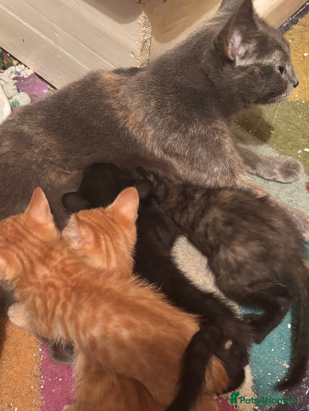 Bengal cats for sale: Bengal x english blue  - Image 7