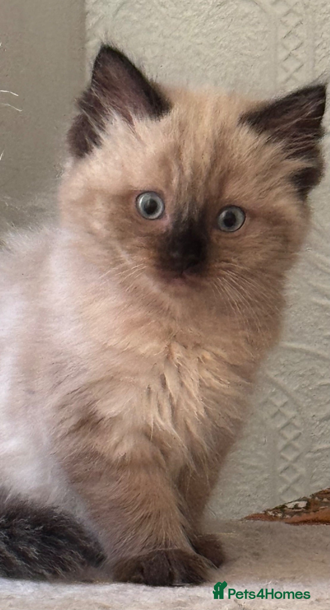 Ragdoll cats Eight-week-old Ragdoll kitten  - Advert 16