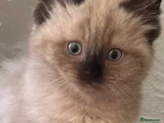Ragdoll cats Eight-week-old Ragdoll kitten - Advert 16