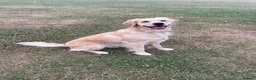 Golden Retriever dogs for sale: KC Registered Golden Retriever Puppies  - Advert 9