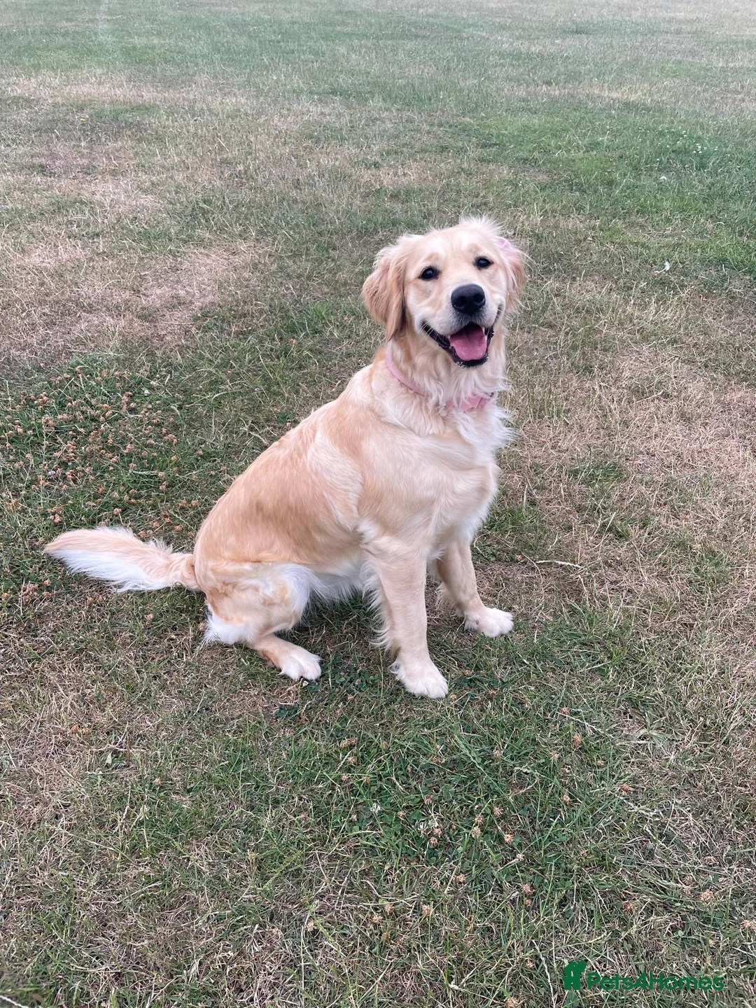 Golden Retriever dogs for sale: KC Registered Golden Retriever Puppies  - Advert 9