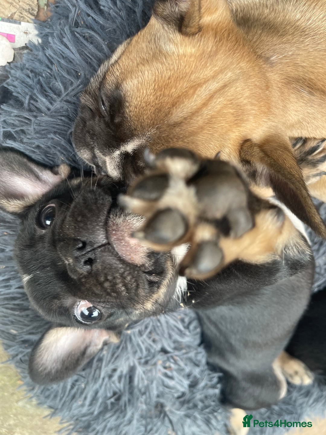 French Bulldog dogs for sale: French bulldog - Image 23
