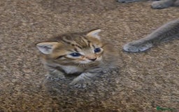 Mixed Breed cats for sale: adorable kittens ready on 20/09/25 - Image 1