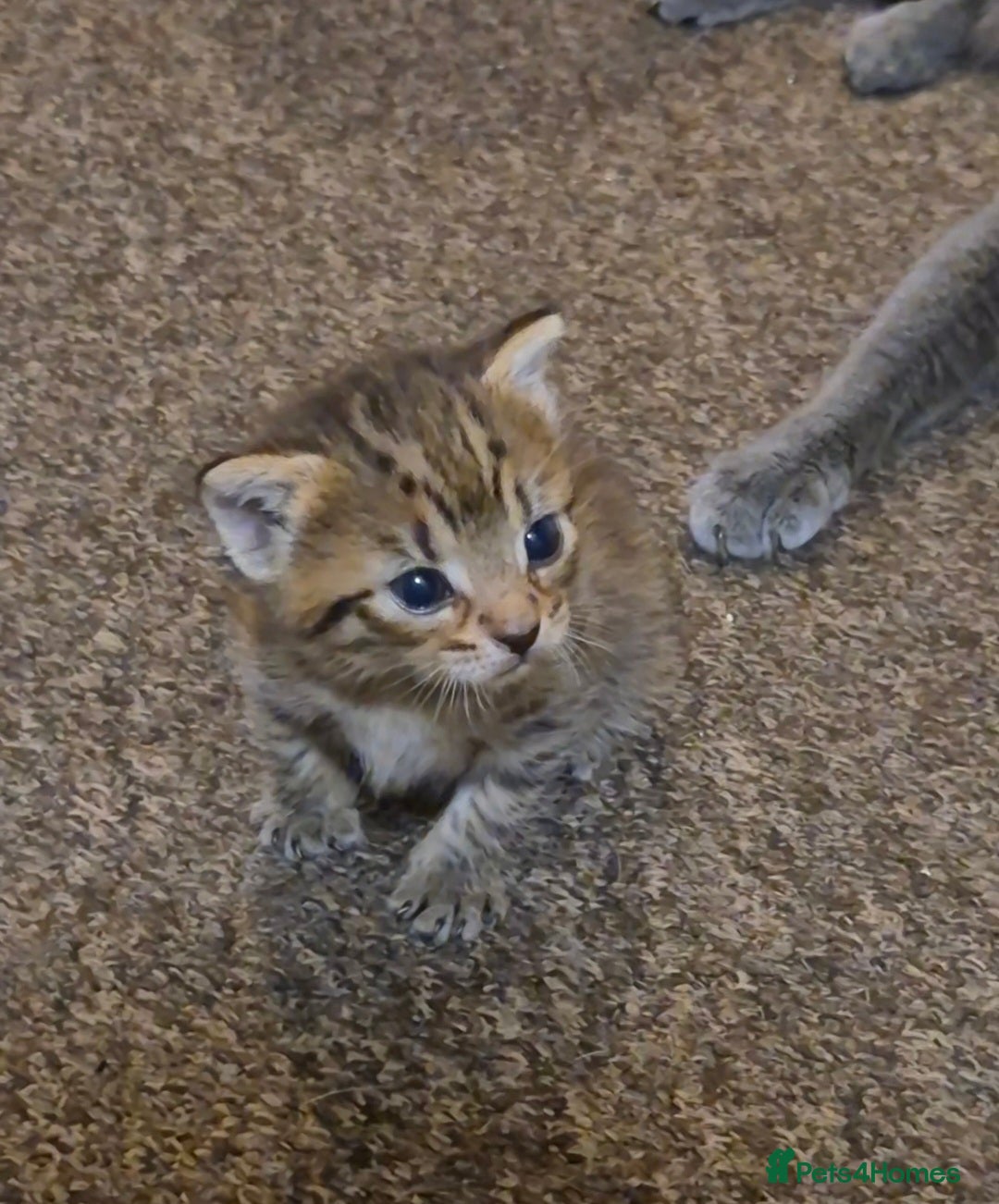 Mixed Breed cats for sale: adorable kittens ready on 20/09/25 - Image 1