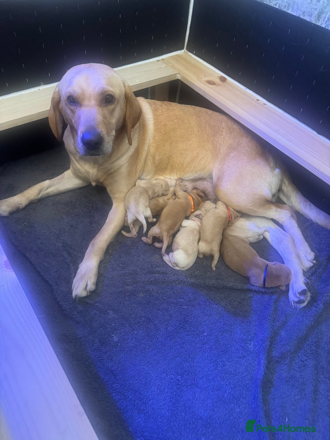 Labrador Retriever dogs for sale: Beautiful pedigree golden Labradors  - Image 1