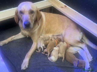 Labrador Retriever dogs - Advert 21