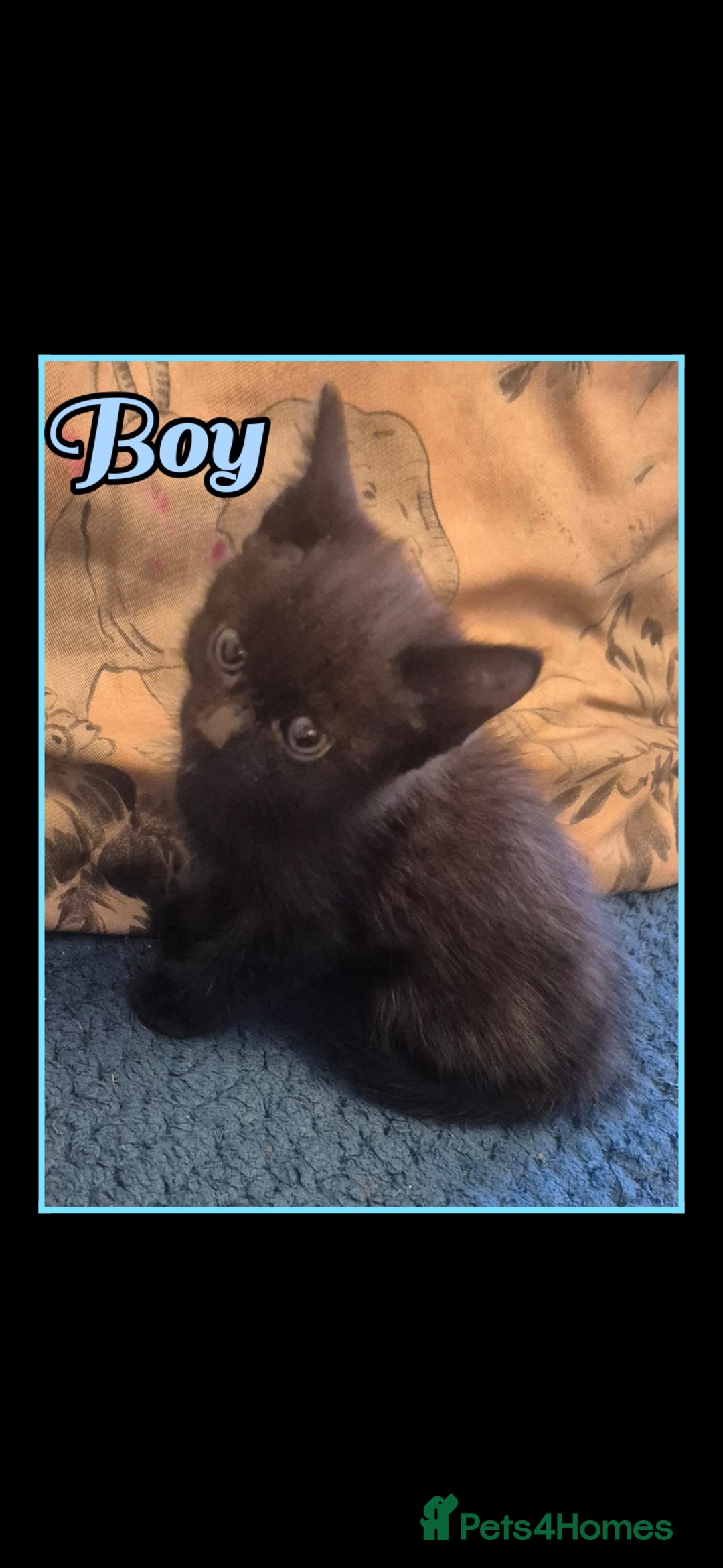 Mixed Breed cats for sale: 😻 Cute kittens. 1 tabby 1 black & 3 black & white - Image 5