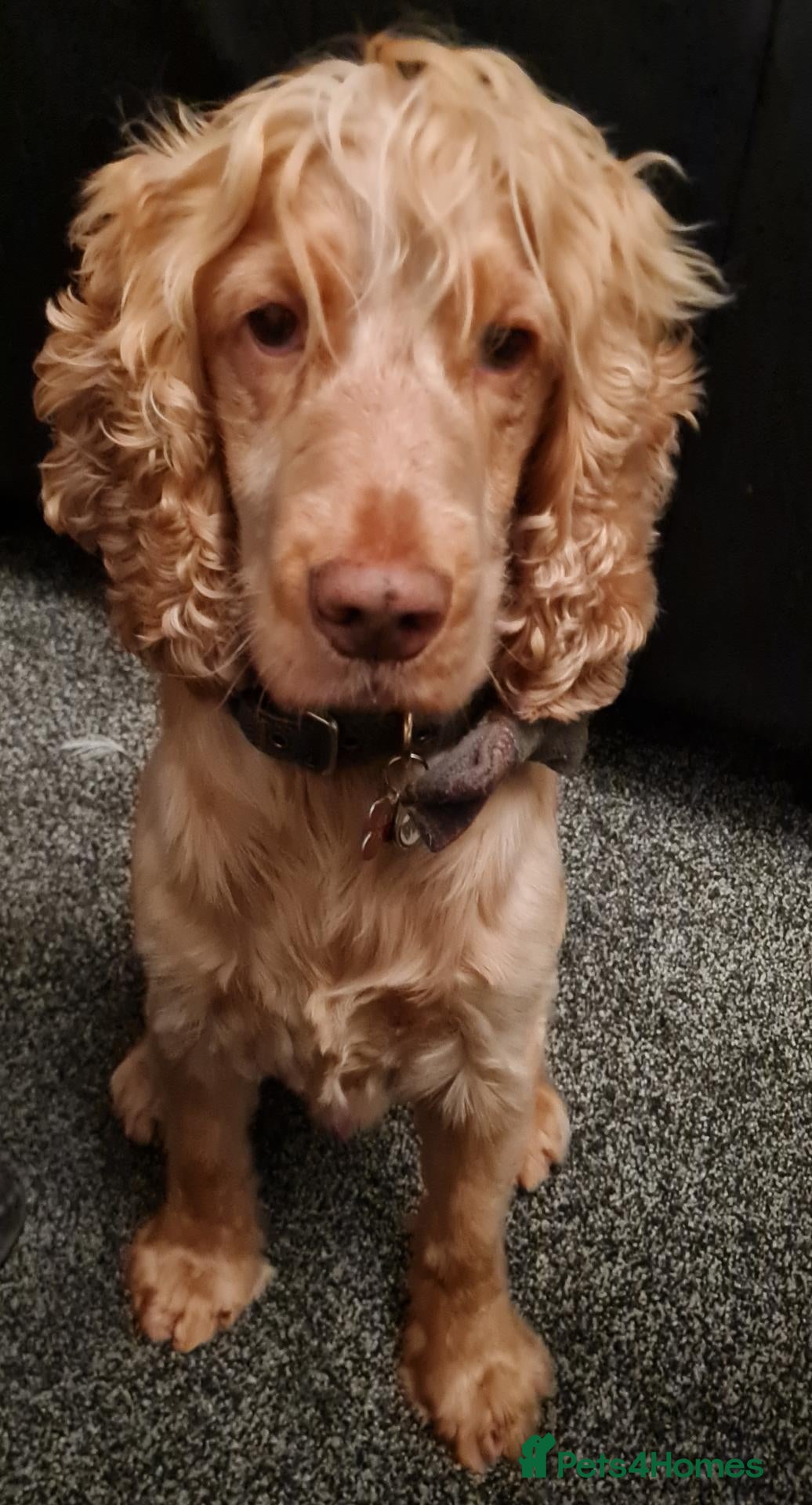Cocker Spaniel dogs Proven Handsome Show Cocker Spaniel For Stud - Advert 15