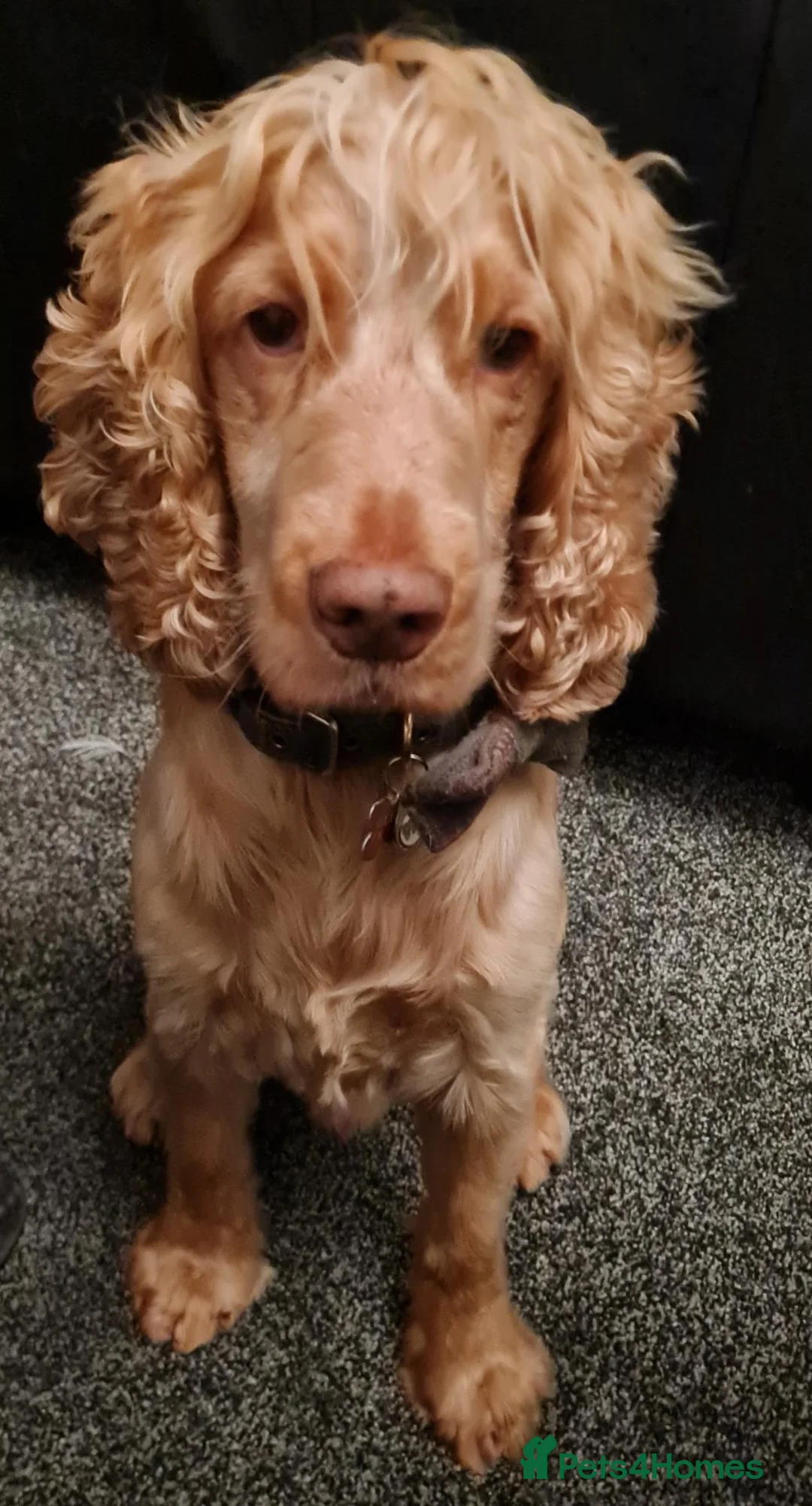 Cocker Spaniel dogs for stud: Proven Handsome Show Cocker Spaniel For Stud - Advert 2