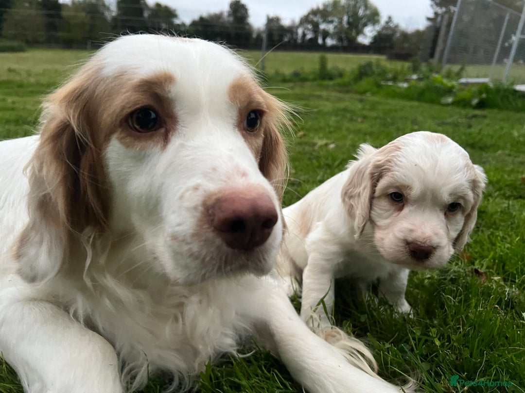 Clumber Spaniel dogs for sale: Beautiful Hybrid Clumber pups available  - Image 15