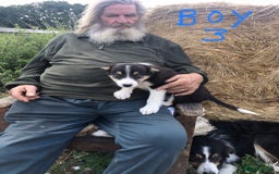 Border Collie dogs for sale: Traditional rough coated Border collie pups - Image 14