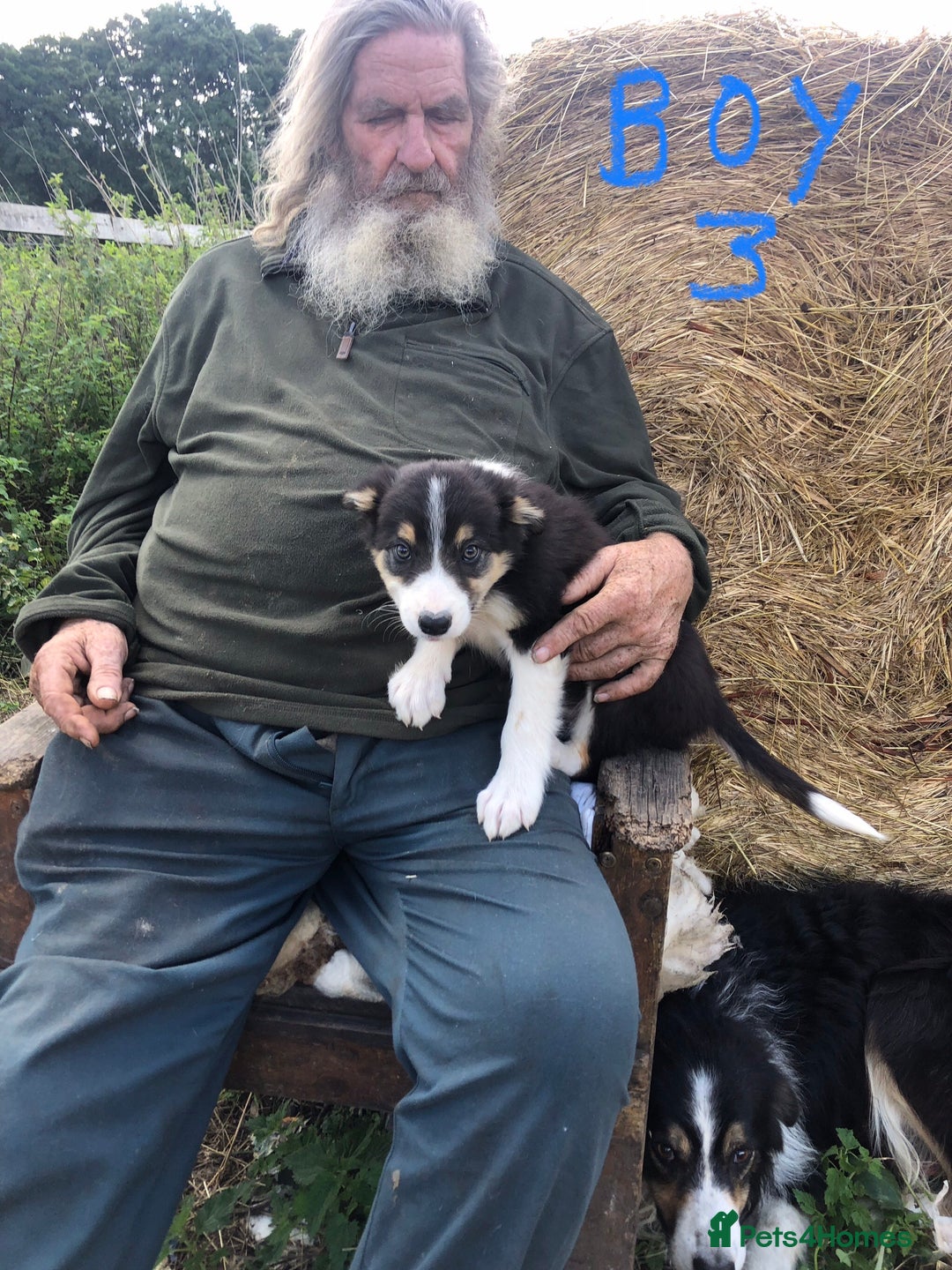 Border Collie dogs for sale: Traditional rough coated Border collie pups - Image 14