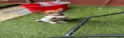Jack Russell dogs for sale: Short Leg Jack Russell Terrier Puppies  - Advert 6