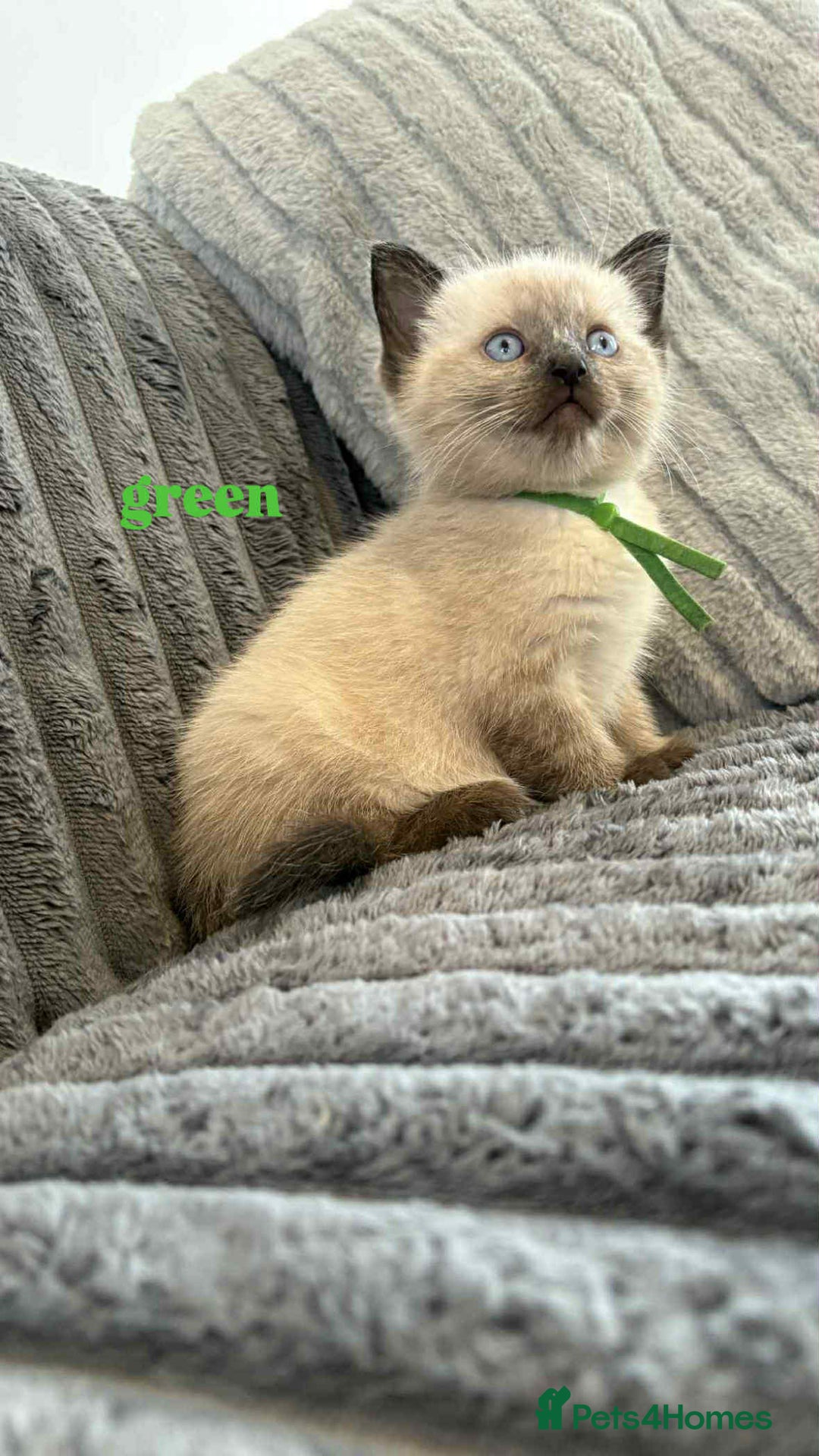 Ragdoll cats for sale: 5 Adorable Ragdoll Kittens🐾 - Image 21