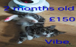 Khao Manee cats for sale: Mixed price Khao Manee kittens  - Image 6
