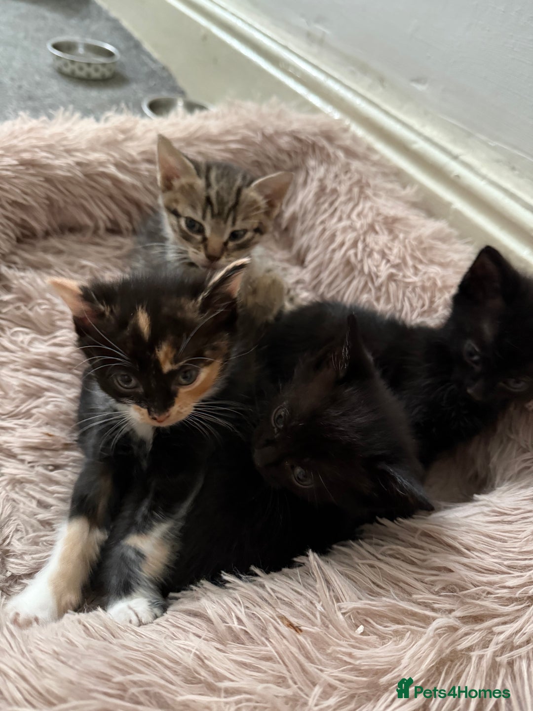 British Shorthair cats for sale: Kittens for sale - Image 4