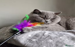British Shorthair cats for sale: The loveliest calm boy Gandalf the Grey - Image 8