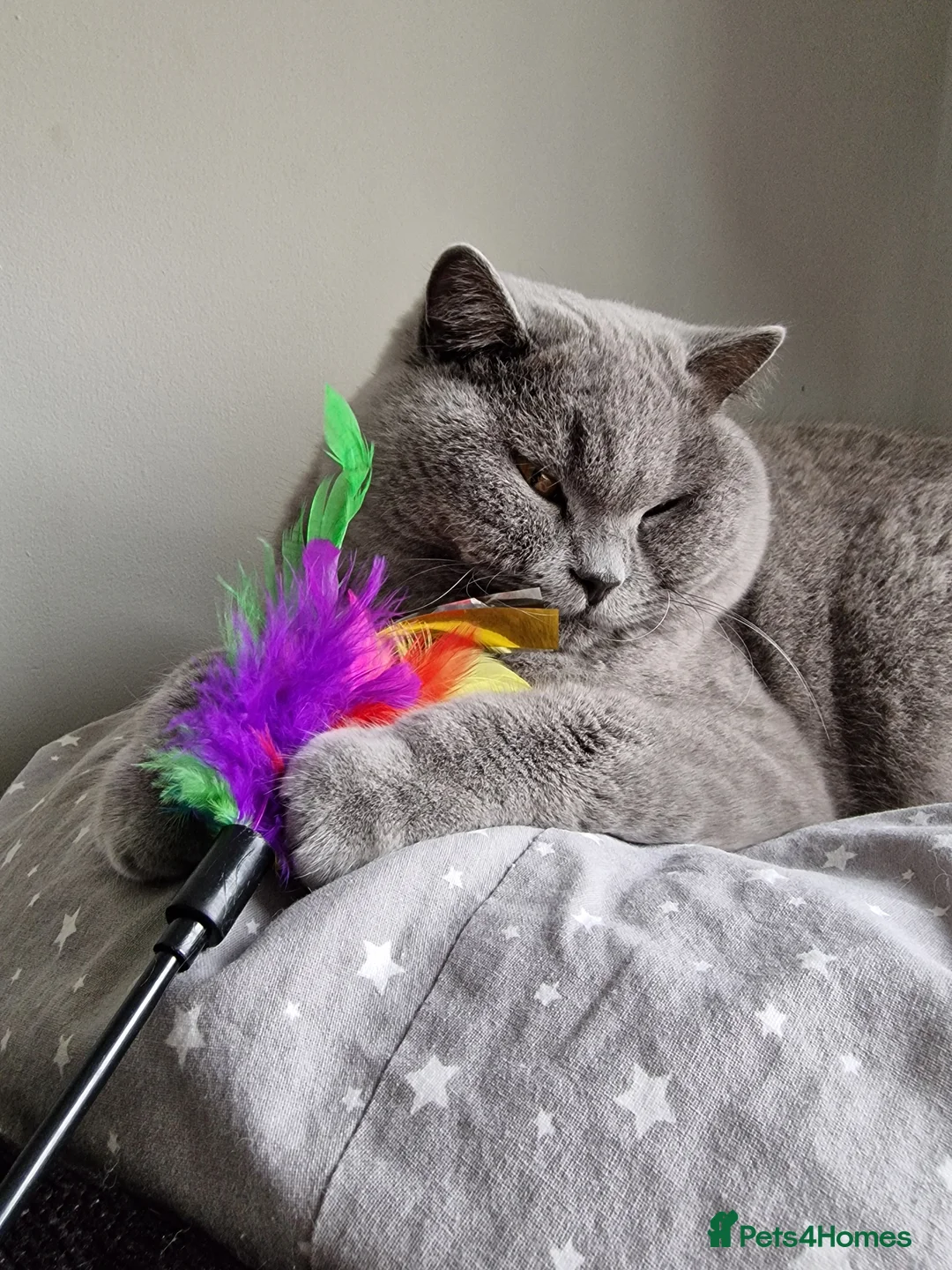 British Shorthair cats for sale: Gorgeous Fluffy Cloud 3yr old Gandalf - Advert 6