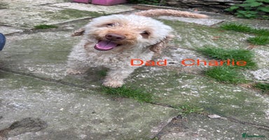 Cockapoo dogs - Advert 15