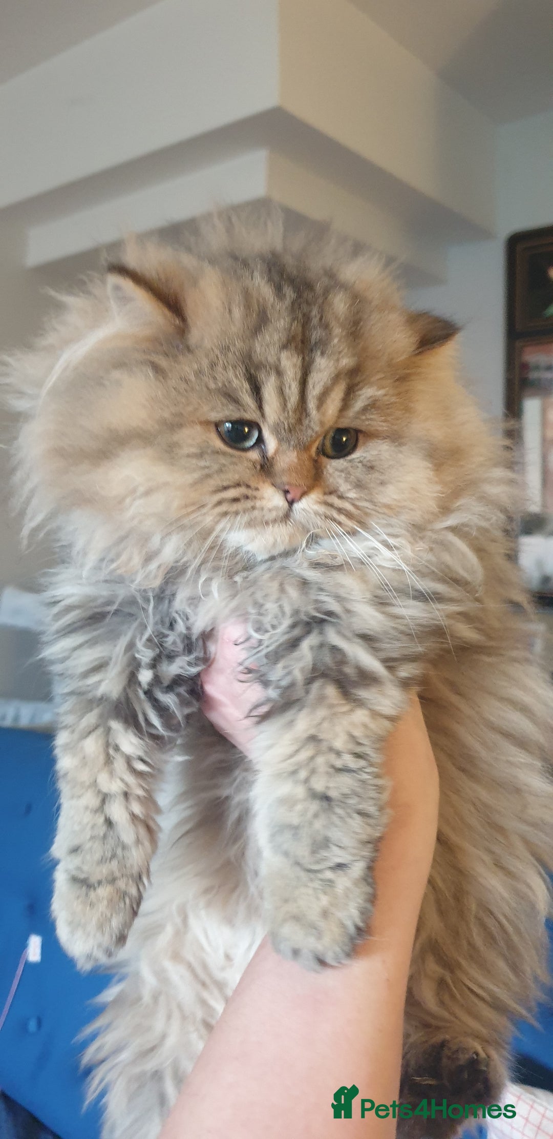 Persian cats for sale: 💖Beautiful Pedigree Chinchilla Persian Kittens. - Advert 2