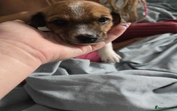 Dachshund dogs for sale: 5 dachshund x cavachon pups for sale  - Image 5