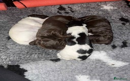 Cocker Spaniel dogs for sale: 🐾 English Cocker spaniel puppies for sale 🐾 - Advert 5