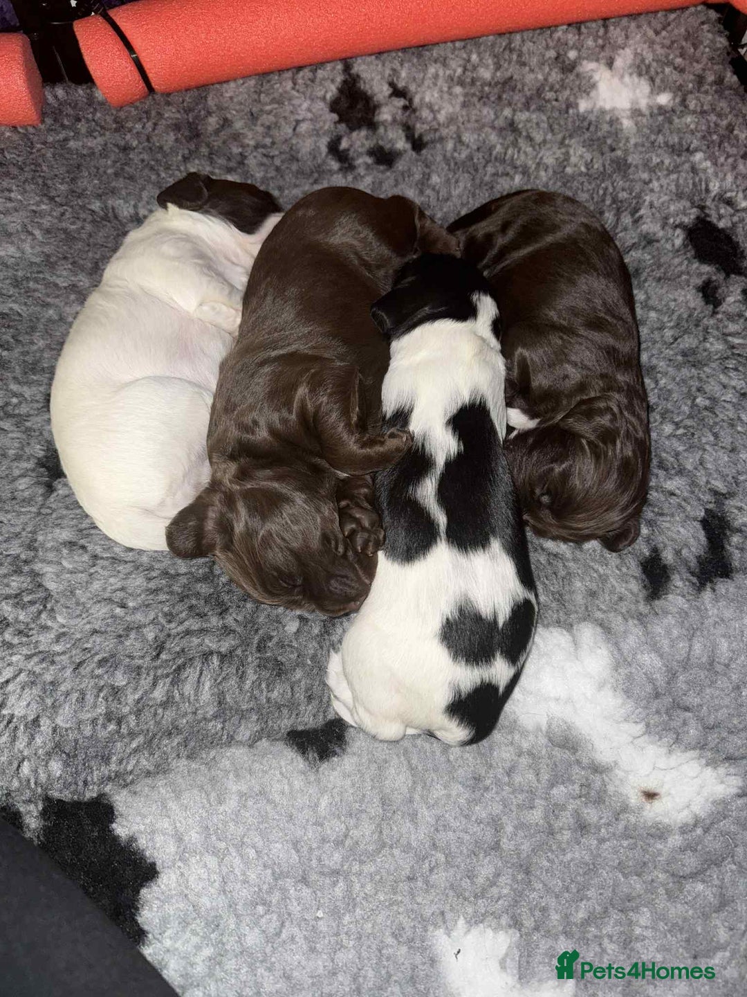 Cocker Spaniel dogs for sale: 🐾 English Cocker spaniel puppies for sale 🐾 - Advert 5