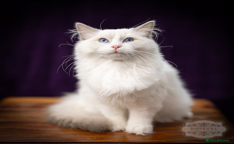 Ragdoll cats - Advert 1