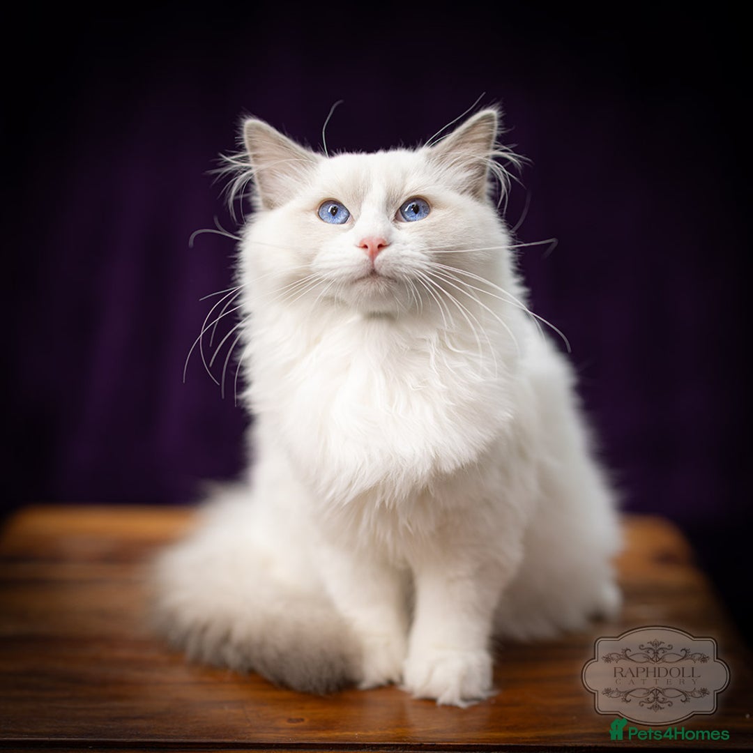 Ragdoll cats for sale: Ragdoll Blue Bicolor Kitten Boy LRBA TICA - Image 1