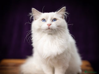 Ragdoll cats - Advert 5