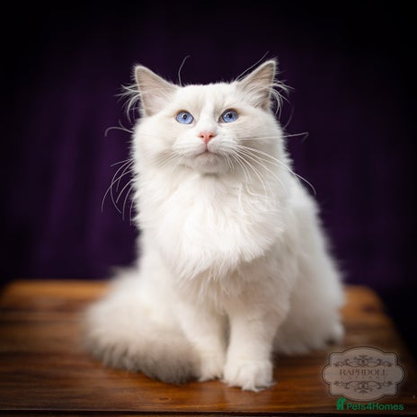 Ragdoll cats for sale - Advert 4
