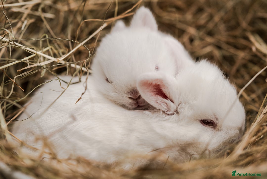 Netherland Dwarf rabbits for sale: Netherland Dwarf REW WHITE & Chinchilla GREY - Image 5