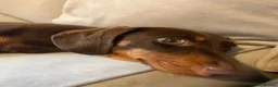 Dachshund dogs for sale: Rosie- brown dachshund  in Reading - Advert 1