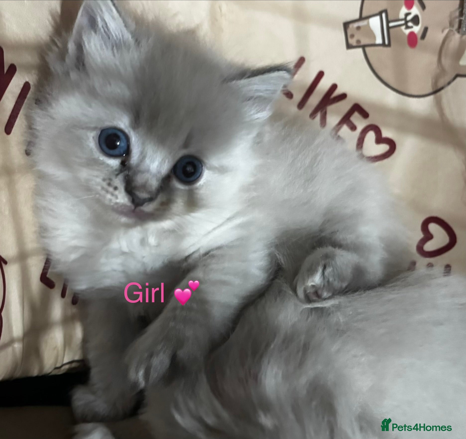 Ragdoll cats Gorgeous full ragdoll kittens  - Advert 2
