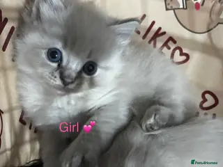 Ragdoll cats Gorgeous full ragdoll kittens - Advert 2