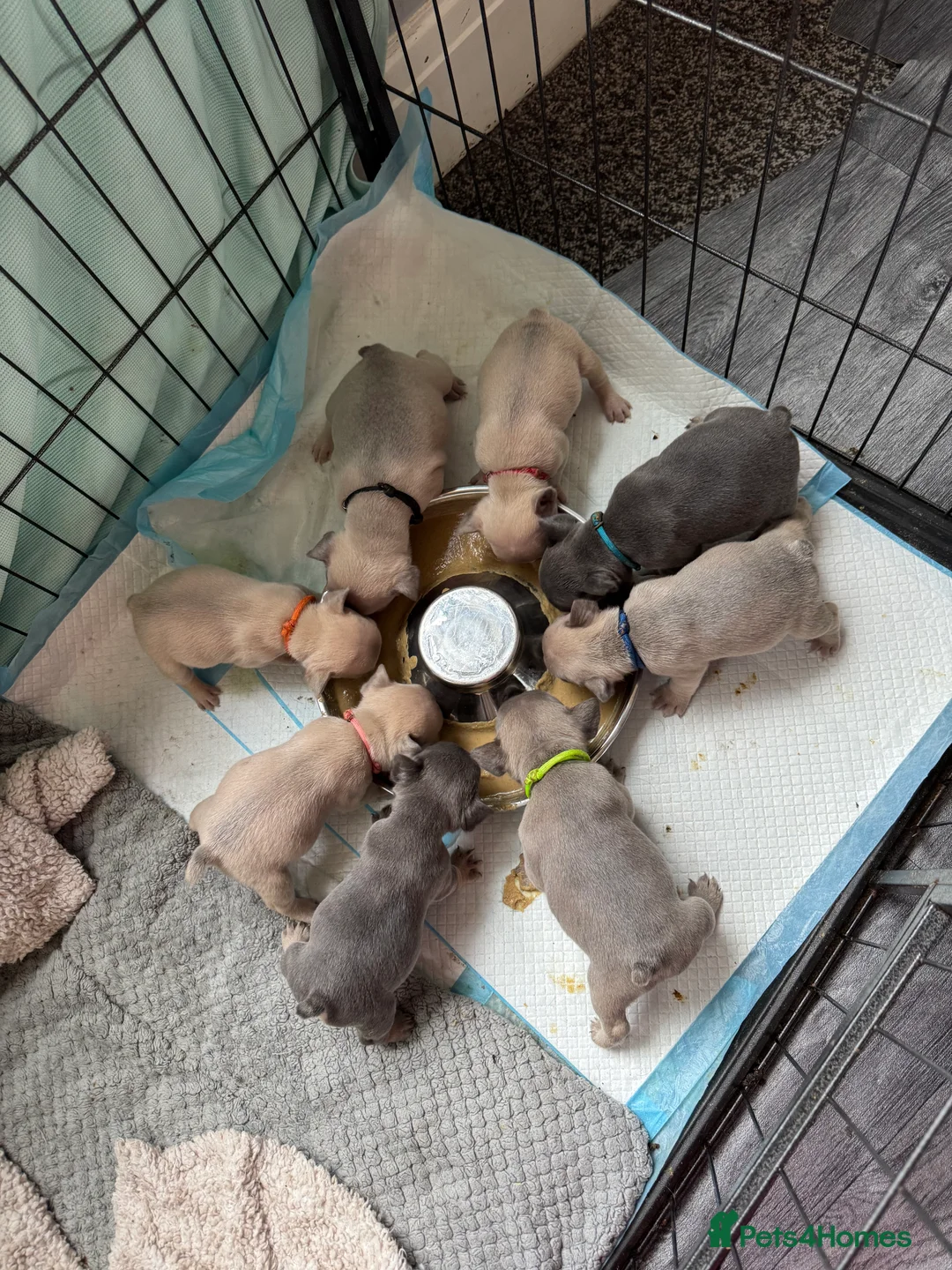 French Bulldog dogs for sale: French bulldogs puppies  - Advert 2