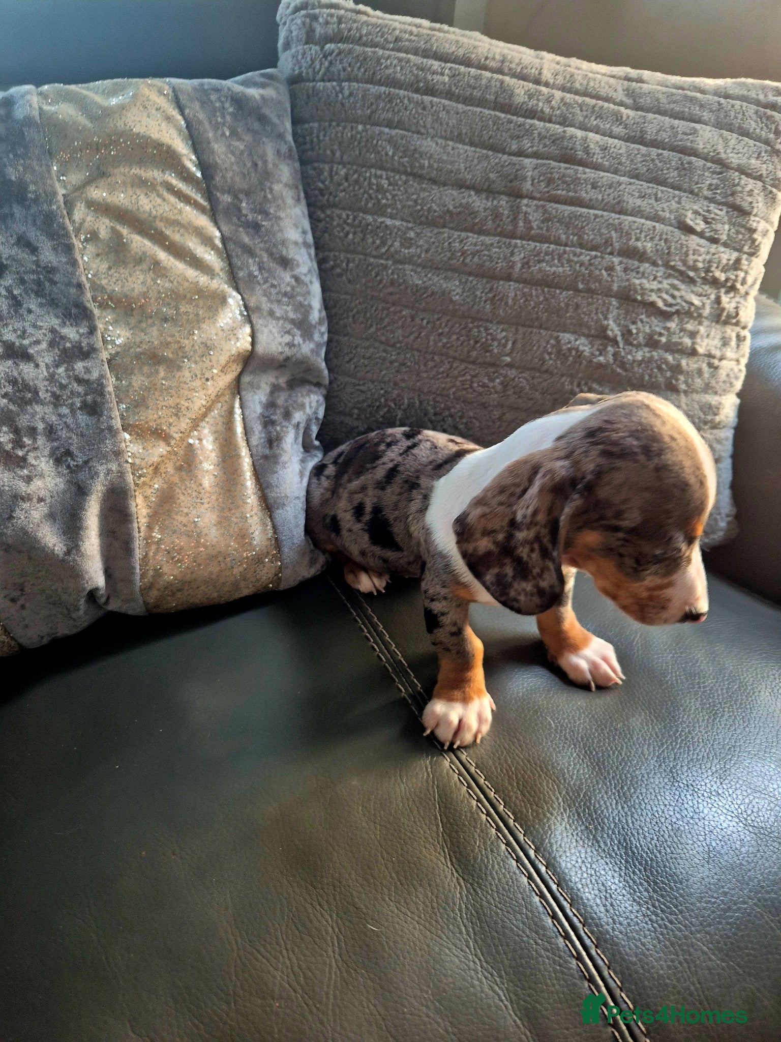 Miniature Dachshund dogs KC Dachshunds  - Ready now - Advert 2