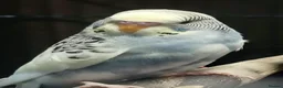 Budgerigars birds for sale: Outstanding pet baby budgies priced from £40 - Advert 9