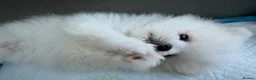 Pomeranian dogs for sale: 🌹Stunning KC white fluffy boy for a loving home🌹 - Advert 8